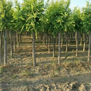 金叶榆8~10cm6~8cm2.5~3m