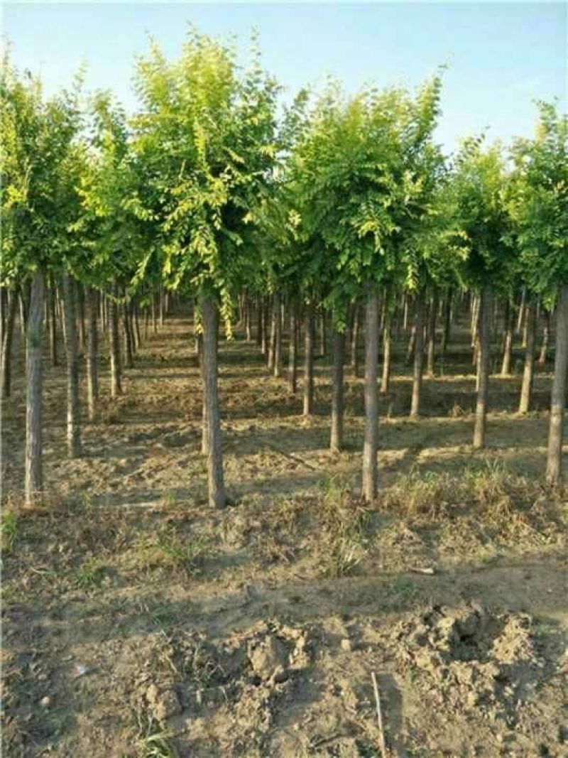 金叶榆8~10cm6~8cm2.5~3m