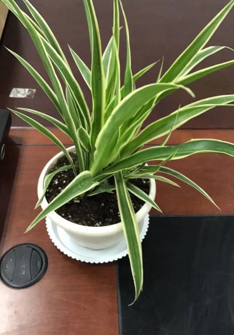 金边吊兰