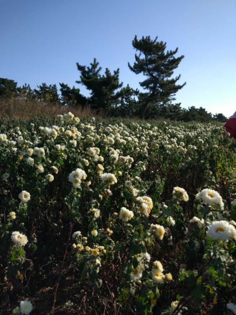 保健菊花枕头
