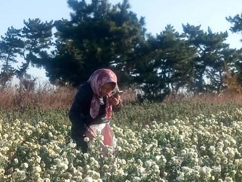保健菊花枕头