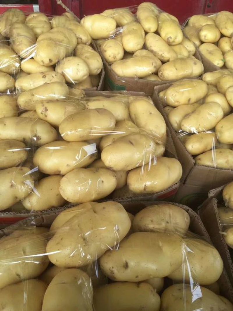 荷兰十五士豆精品3两以上一手货源全国发货对接电商市场
