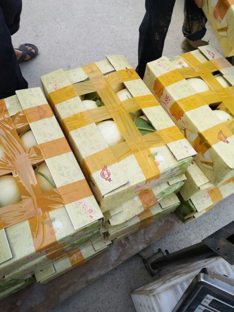 【优选】精品玉菇甜瓜1斤以上大吨位常年供应市场批发售后