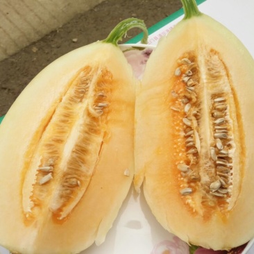 【优选】精品玉菇甜瓜1斤以上大吨位常年供应市场批发售后