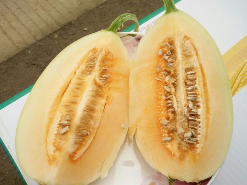 【优选】精品玉菇甜瓜1斤以上大吨位常年供应市场批发售后