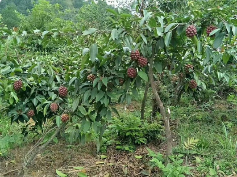 布福娜树苗20~30cm