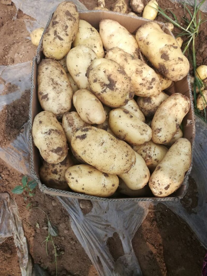 V7荷兰十五土豆，商超品质**，可视频验货