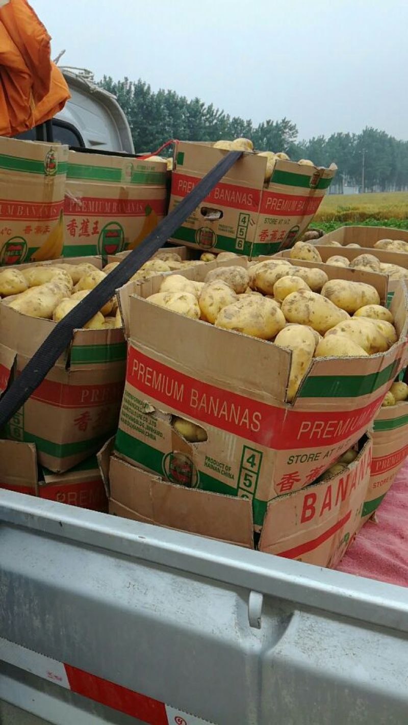 V7荷兰十五土豆，商超品质**，可视频验货