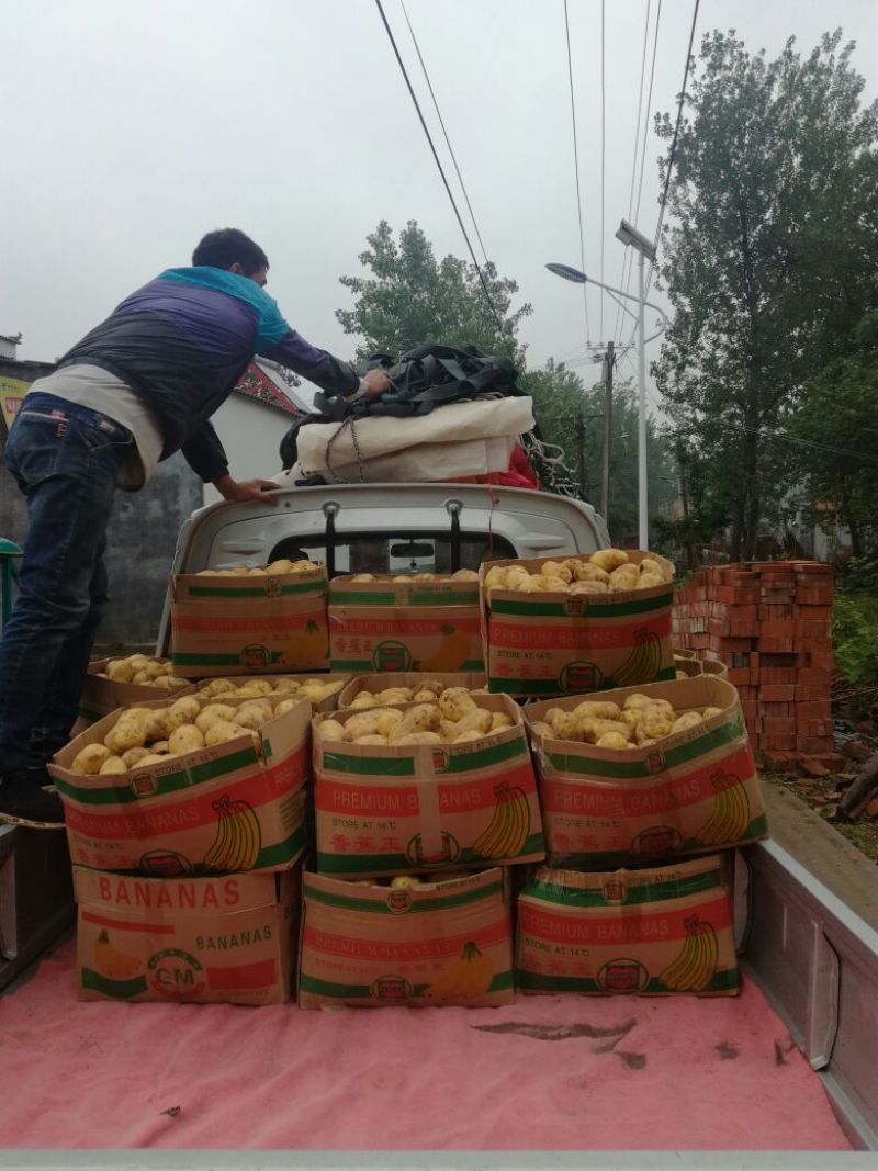 V7荷兰十五土豆，商超品质**，可视频验货