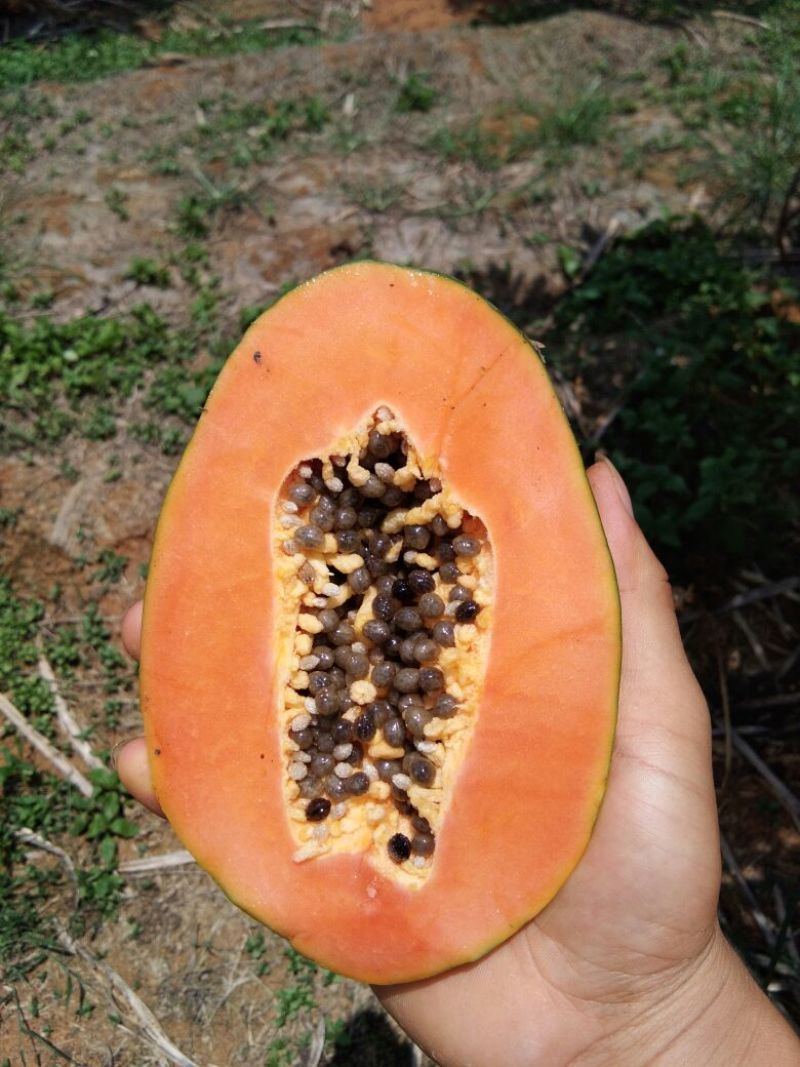 红心水果木瓜