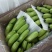 广东香蕉1号雷州徐闻湛江基地产地收购供应市场