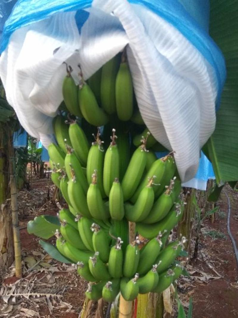 广东香蕉1号雷州徐闻湛江基地产地收购供应市场
