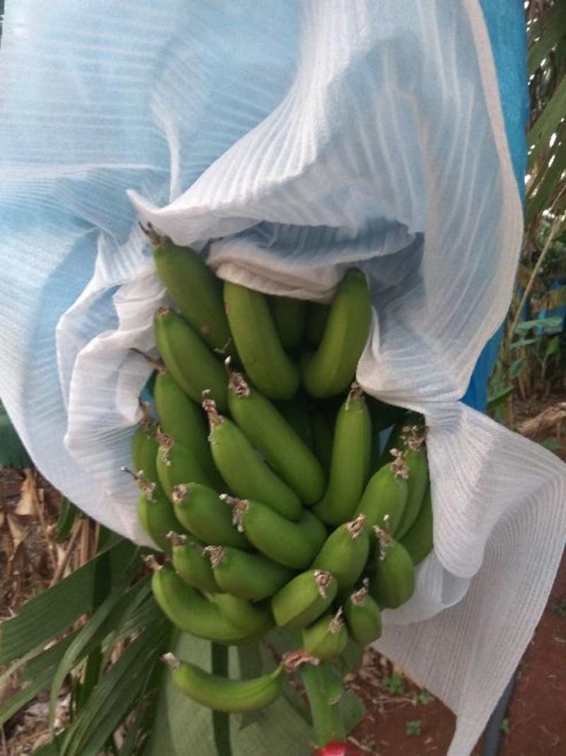 广东香蕉1号雷州徐闻湛江基地产地收购供应市场