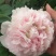 观赏牡丹一年嫁接苗菏泽正宗精品观赏牡丹