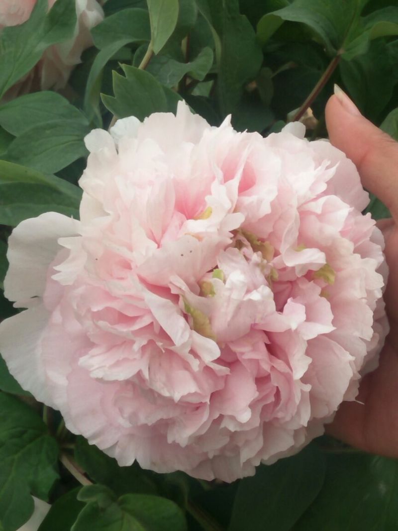 观赏牡丹一年嫁接苗菏泽正宗精品观赏牡丹