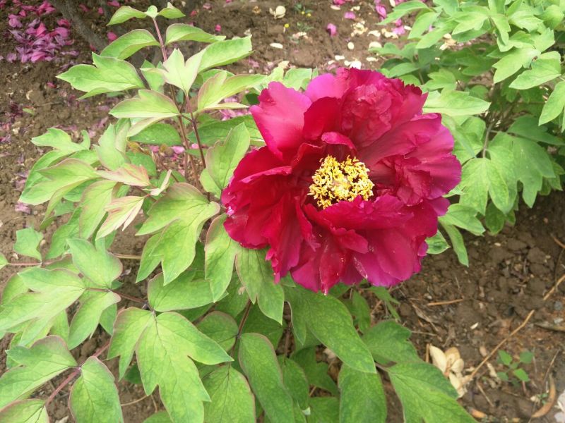 观赏牡丹一年嫁接苗菏泽正宗精品观赏牡丹
