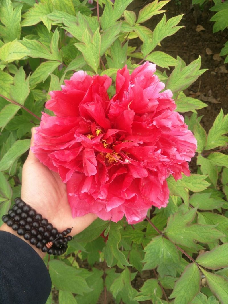 观赏牡丹一年嫁接苗菏泽正宗精品观赏牡丹