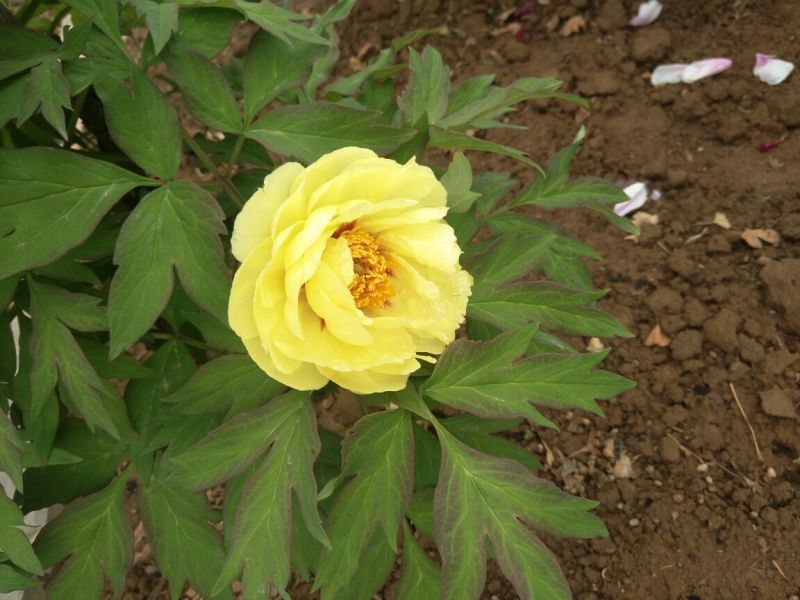 观赏牡丹一年嫁接苗菏泽正宗精品观赏牡丹