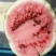 8424西瓜7斤打底8成熟1茬