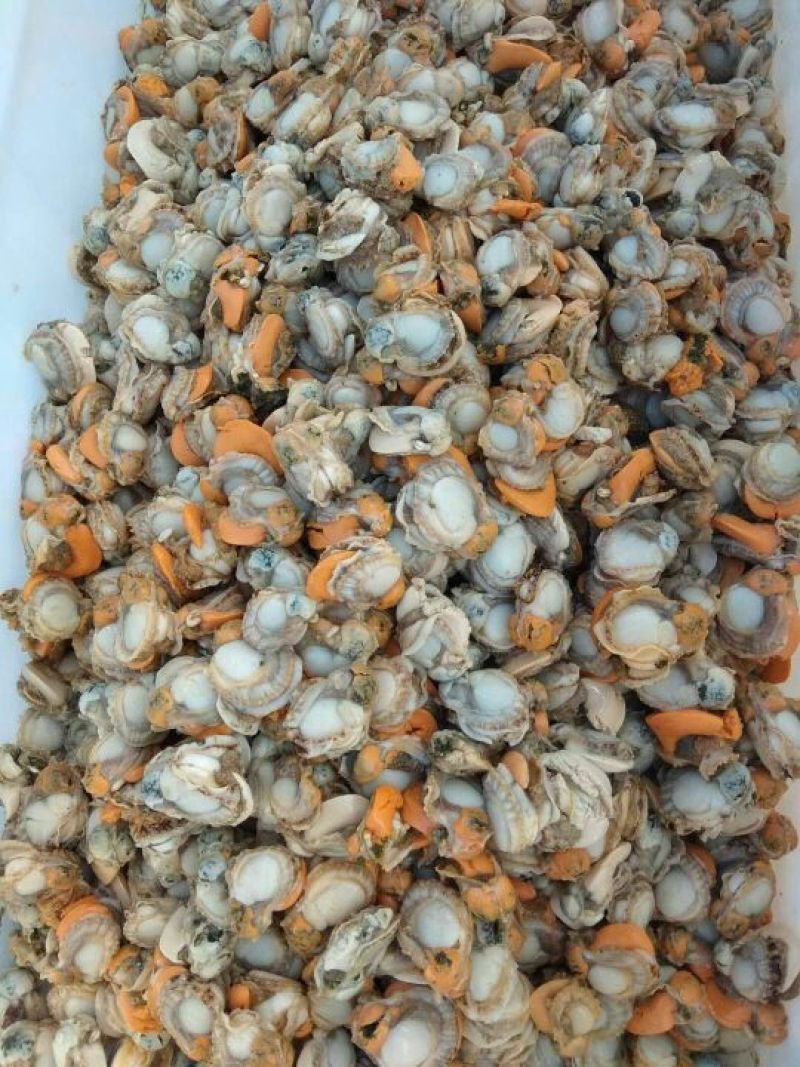 原汁北长岛扇贝肉20-40,40-60卵大1箱10斤净重