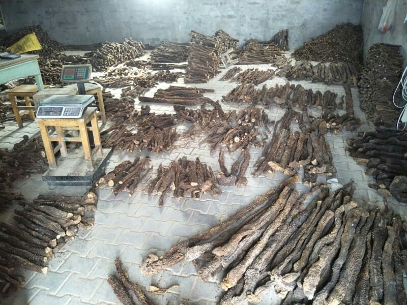 【产地发货】内蒙古阿拉善野生肉苁蓉油苁蓉一斤包邮整根切片