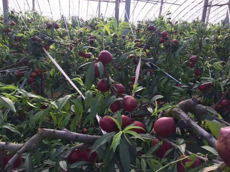 山西运城新绛大棚油桃中油4号50以上精品油桃
