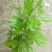 艾草苗艾根艾苗野生艾叶苗可种可药用艾根