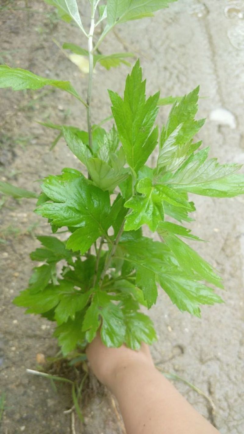 艾草苗艾根艾苗野生艾叶苗可种可药用艾根