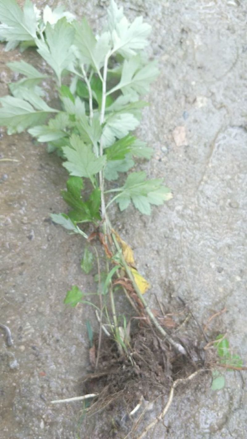艾草苗艾根艾苗野生艾叶苗可种可药用艾根