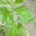 艾草苗艾根艾苗野生艾叶苗可种可药用艾根