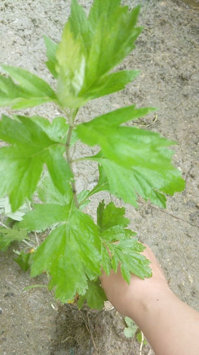 艾草苗艾根艾苗野生艾叶苗可种可药用艾根