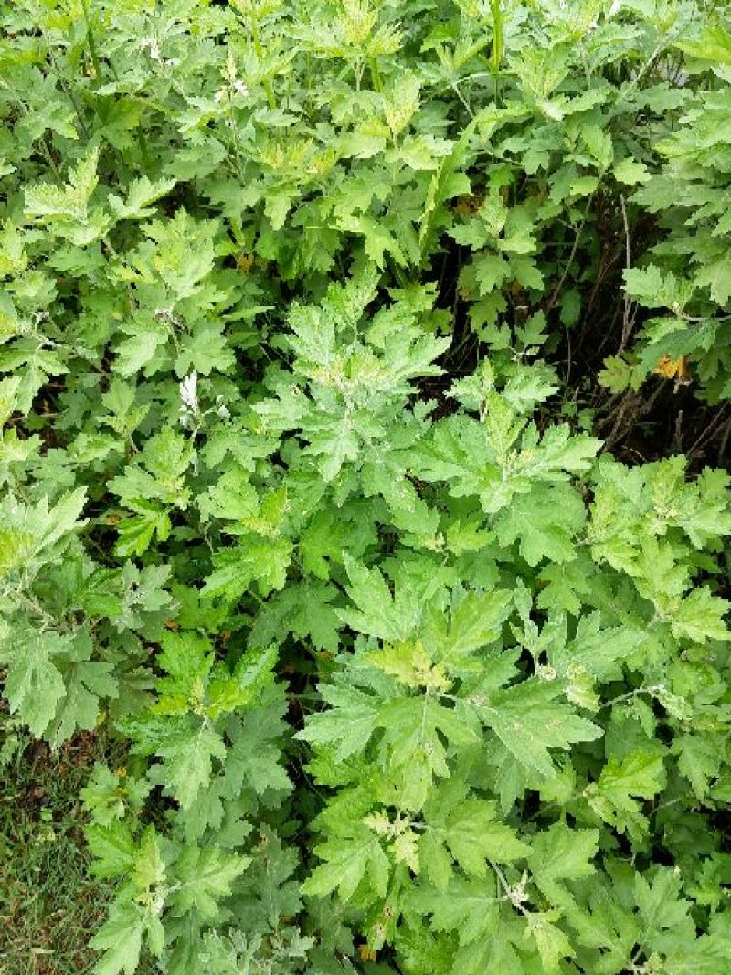 艾草苗艾根艾苗野生艾叶苗可种可药用艾根
