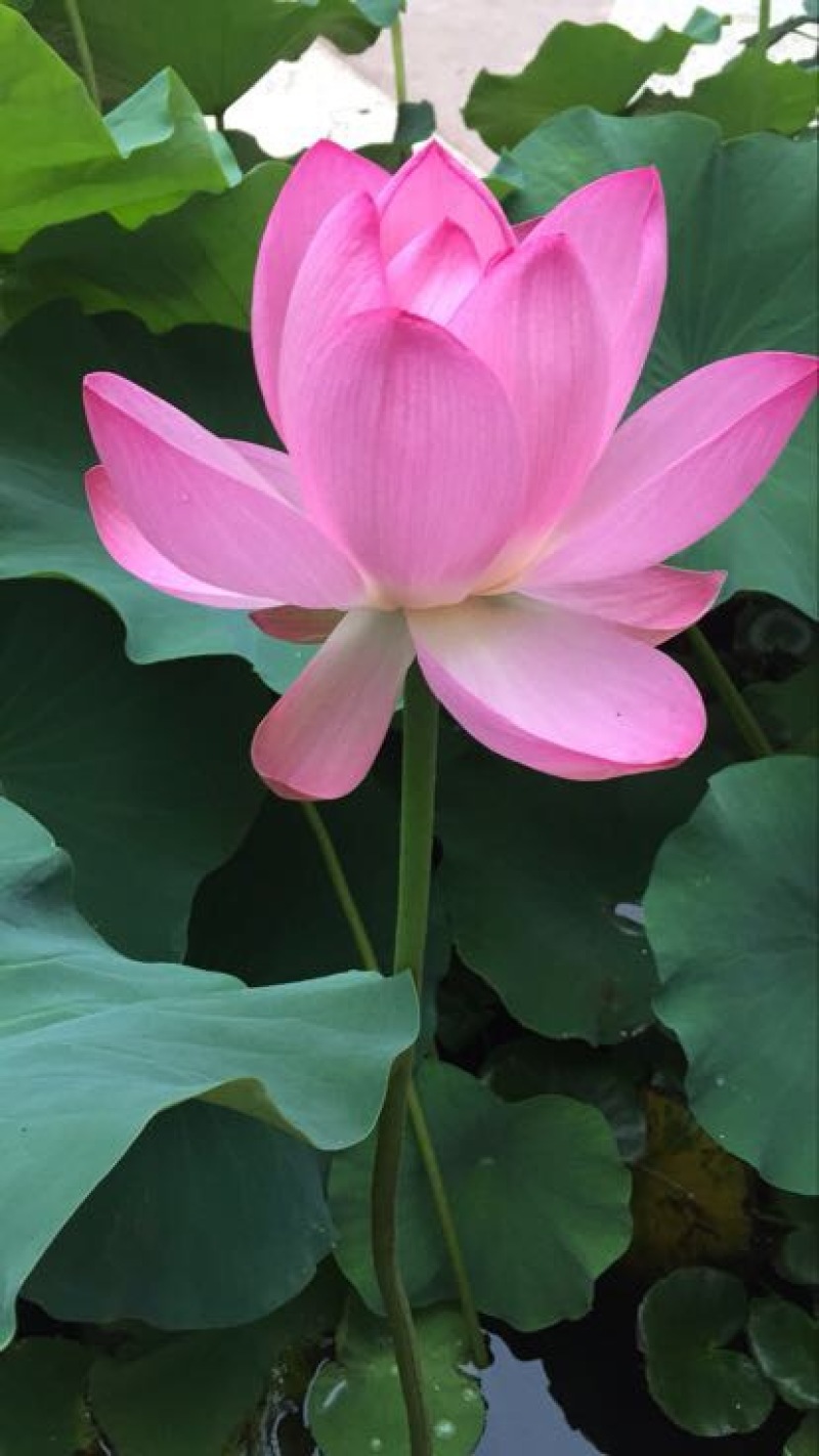 白金针菇10~15厘米