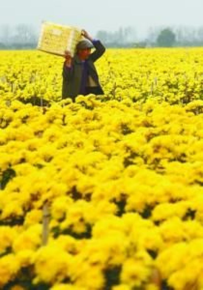 金丝皇菊铁盒装20朵，泡开8公分