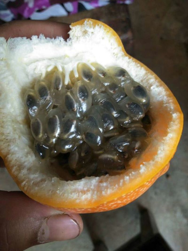 热情果苗非常靓丽根子发达，果子靓丽又甜