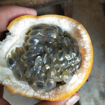 热情果苗非常靓丽根子发达，果子靓丽又甜