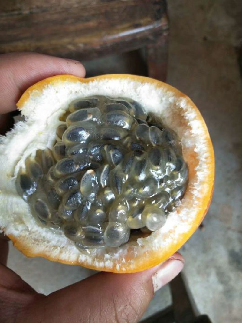 热情果苗非常靓丽根子发达，果子靓丽又甜