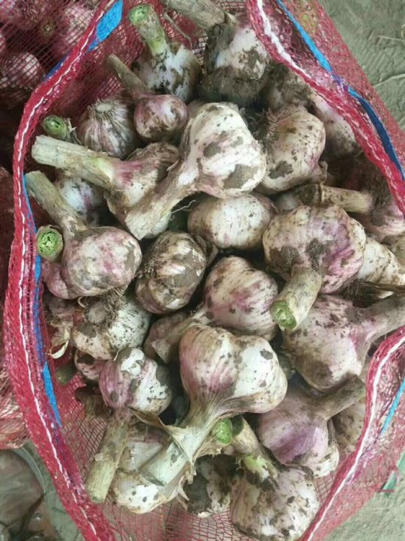 红蒜混级统货鲜蒜