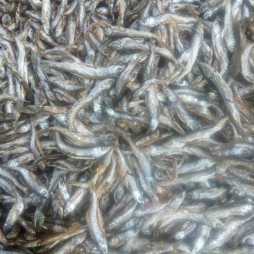 油炸白消鱼，油炸蓝刀鱼无苦味