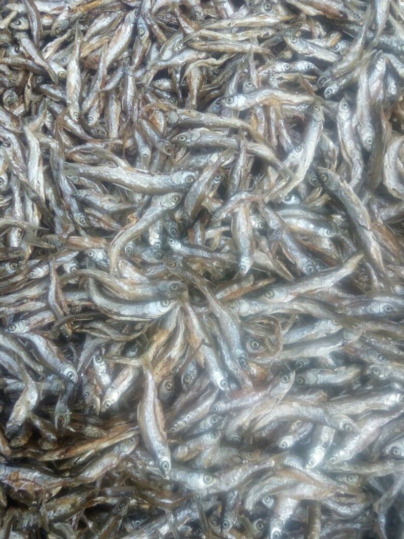 油炸白消鱼，油炸蓝刀鱼无苦味