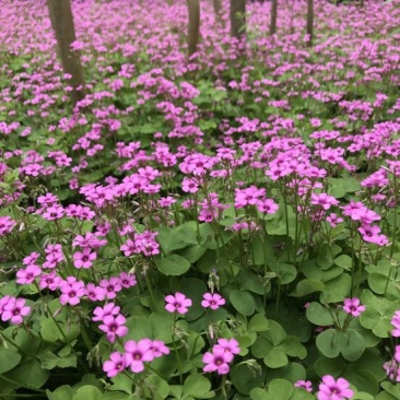 红花榨浆草基地直销提供发票