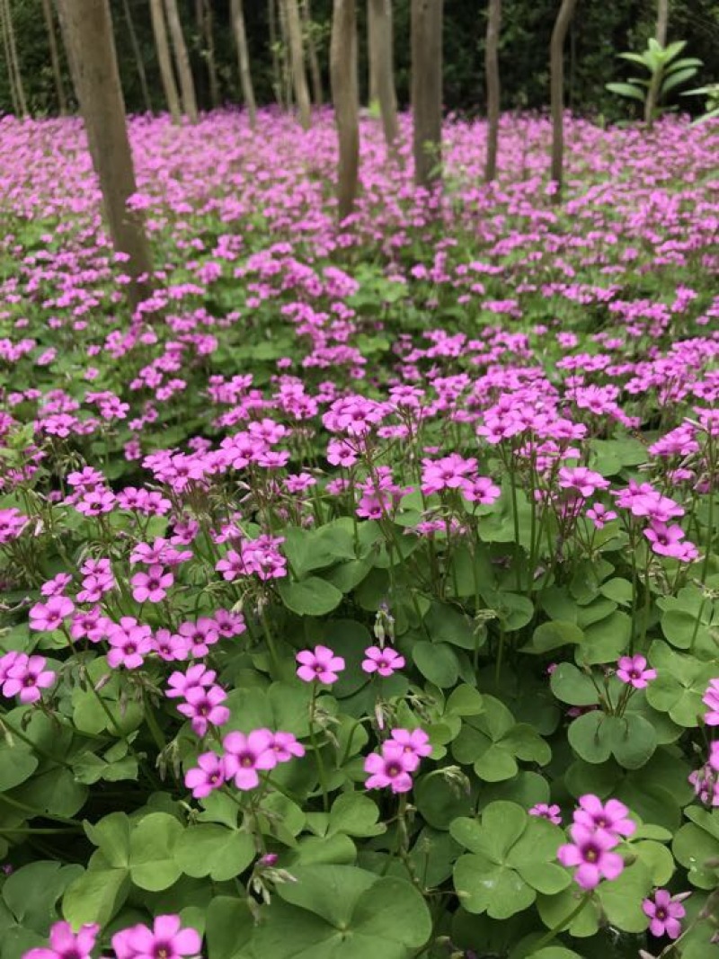 红花榨浆草基地直销提供发票