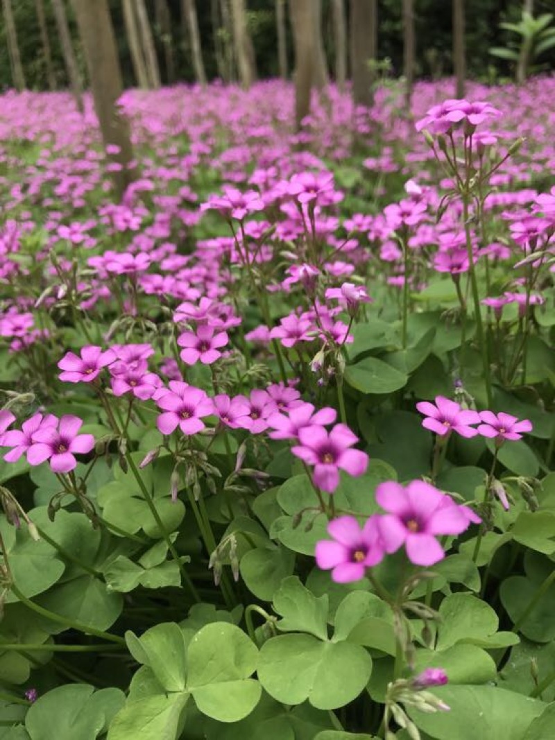 红花榨浆草基地直销提供发票