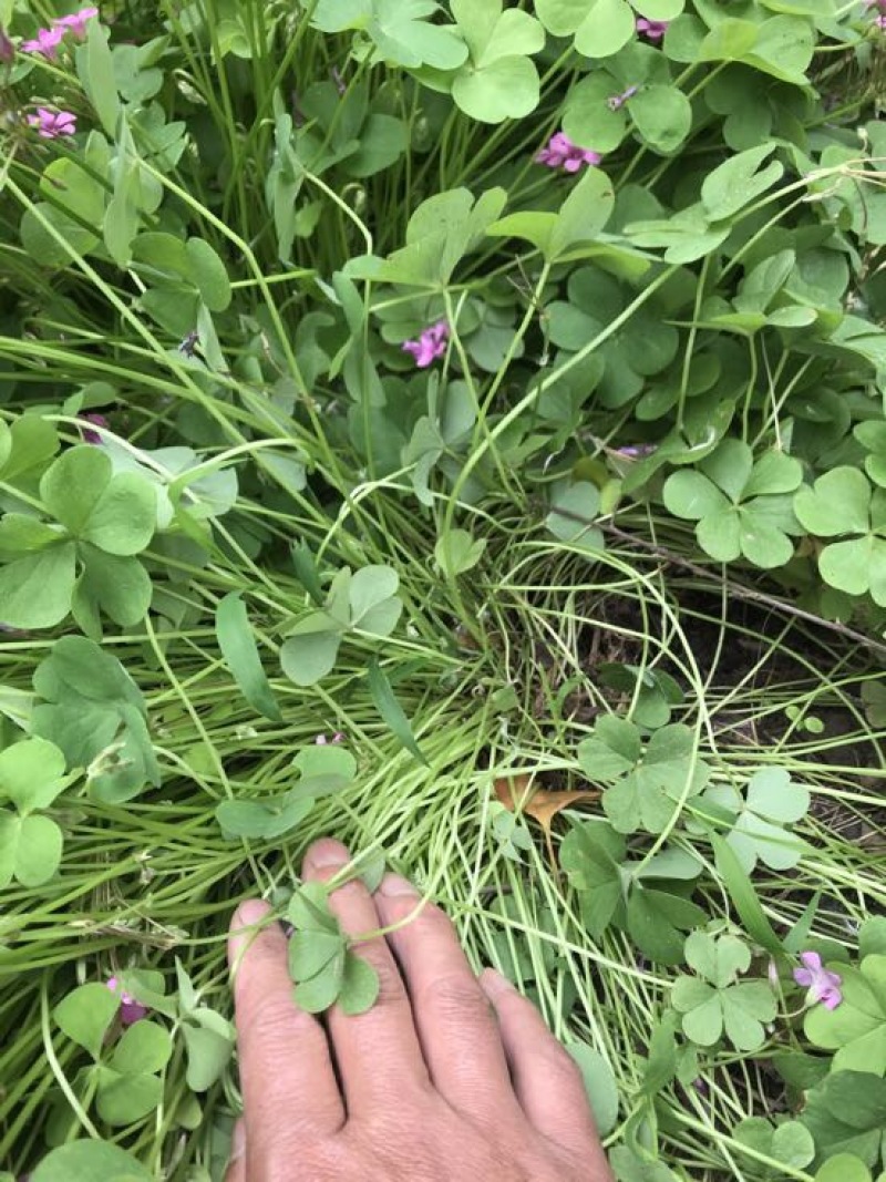 红花榨浆草基地直销提供发票