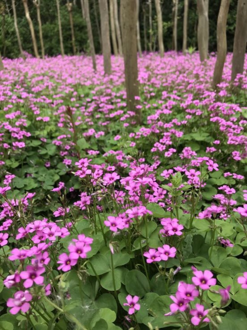 红花榨浆草基地直销提供发票