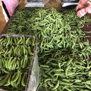 甜豆未饱满