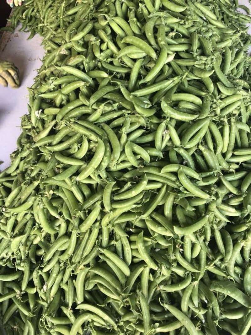 甜豆未饱满