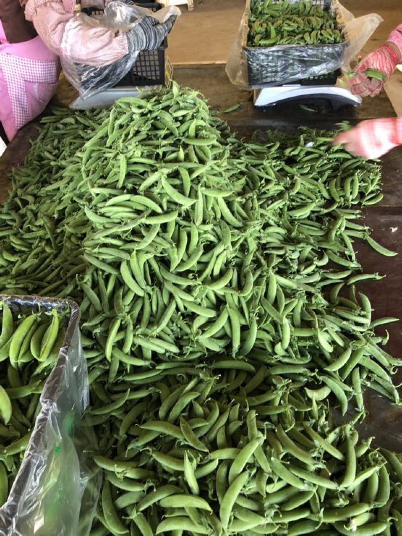 甜豆未饱满