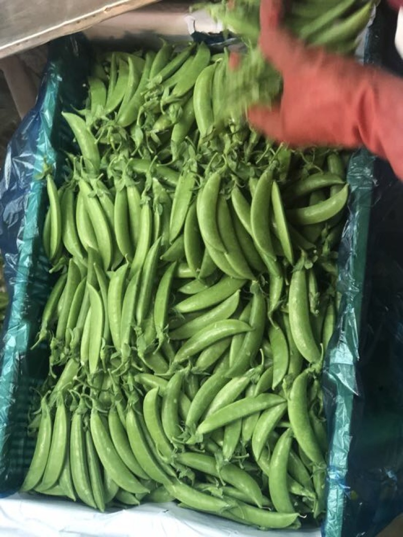 甜豆未饱满
