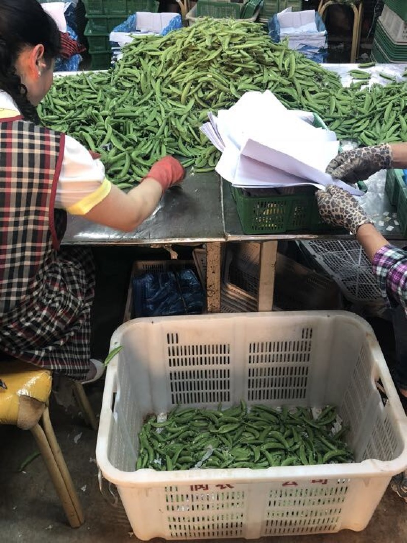 甜豆未饱满